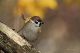 <p>VRABEC POLNÍ (Passer montanus) /Eurasian tree sparrow -Feldsperling/</p>